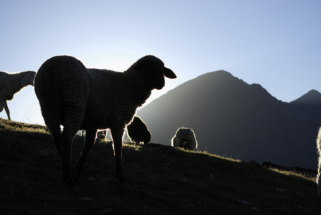 Schafe am Samoarsee im Gegenlicht, Ötztaler Alpen, Tirol, Österreich