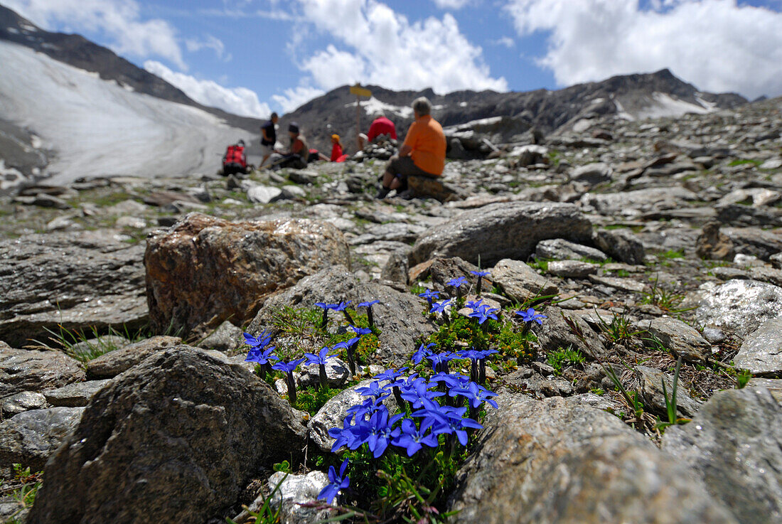 Frühlingsenzian am Niederjochferner mit Gruppe Wanderer bei Rast unscharf im Hintergrund, Aufstieg zur Similaunhütte, Ötztaler Alpen, Tirol, Österreich