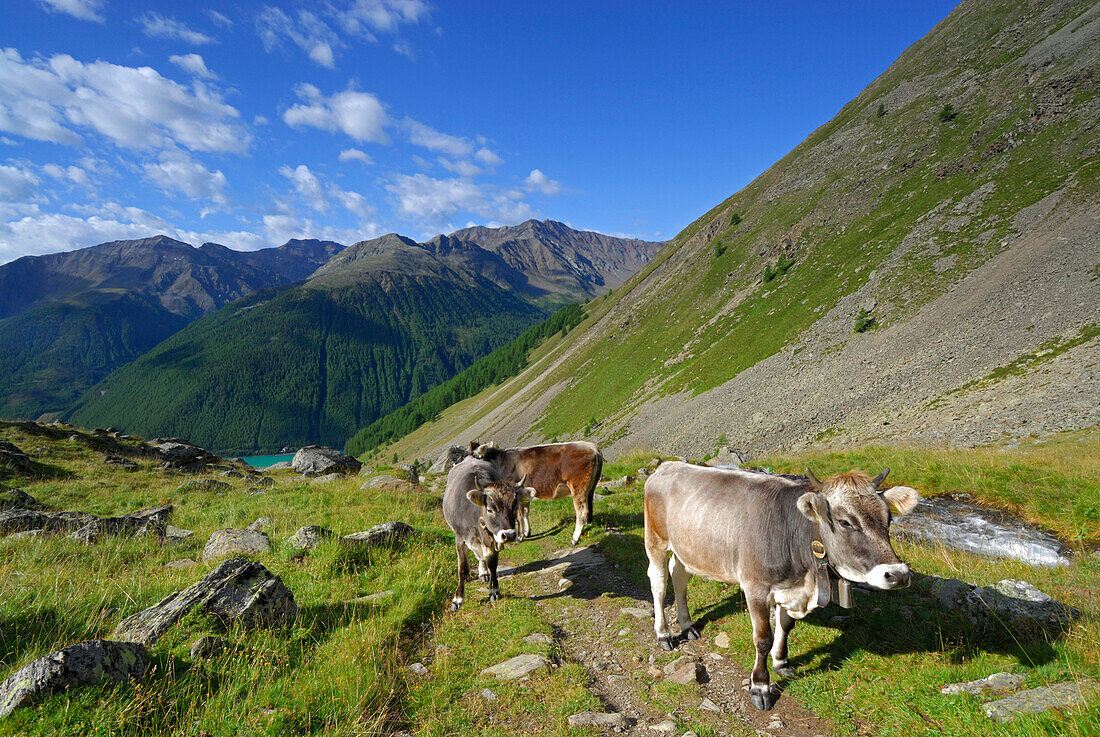 cows above reservoir Vernagtsee, Ötztal range, South Tyrol, Italy