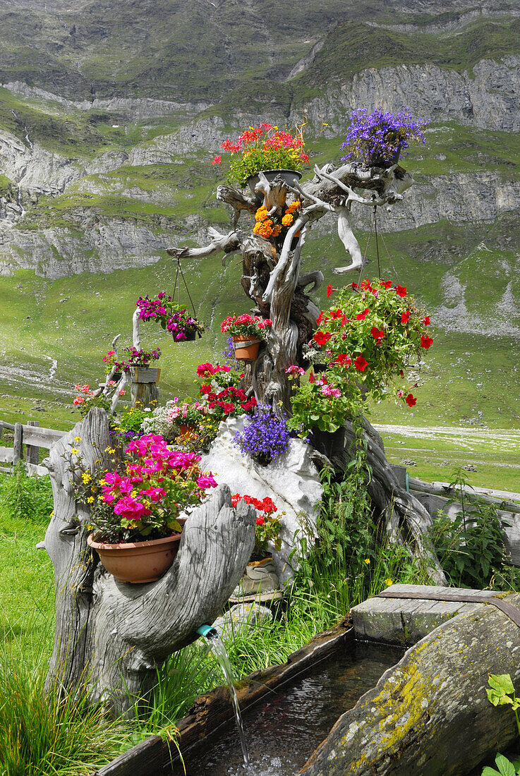 Blumentöpfe bei einem Brunnen, Lazinser Alm, Texelgruppe, Ötztaler Alpen, Südtirol, Italien