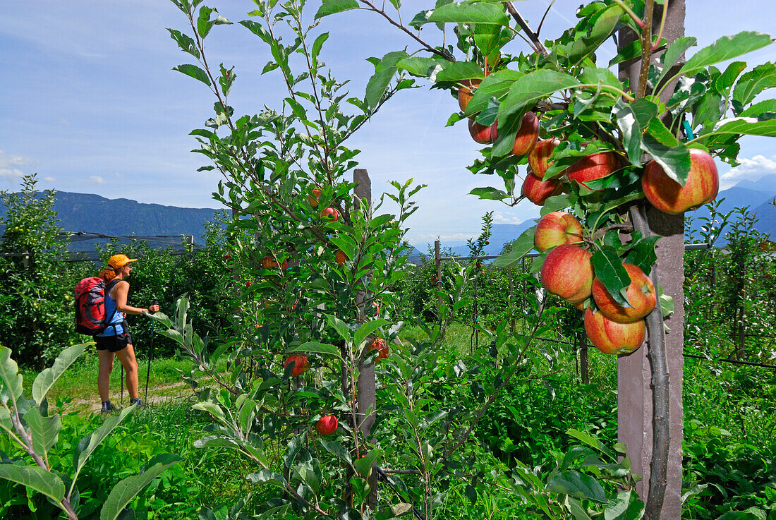 Junge Frau auf Wanderweg durch Obstplantagen mit Äpfel an den Bäumen, Dorf Tirol, Texelgruppe, Ötztaler Alpen, Südtirol, Italien