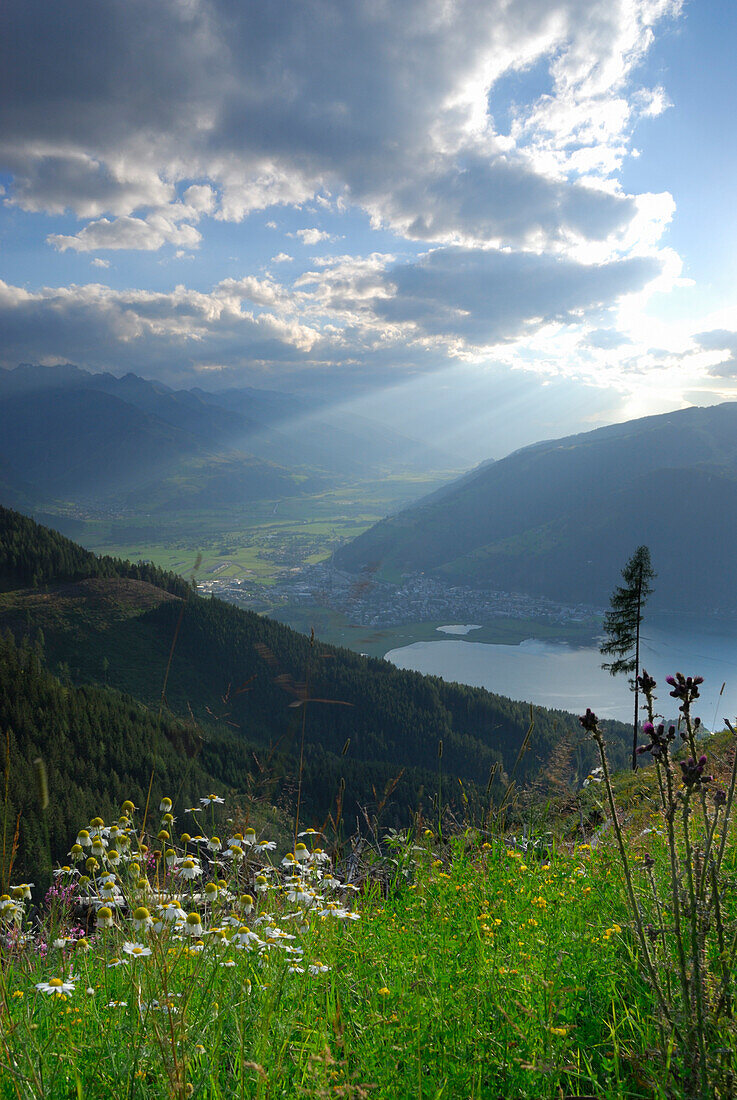 Blumenwiese mit Wolkenstimmung über dem Zeller See, Hundstein, Zell am See, Salzburger Schieferalpen, Salzburg, Österreich