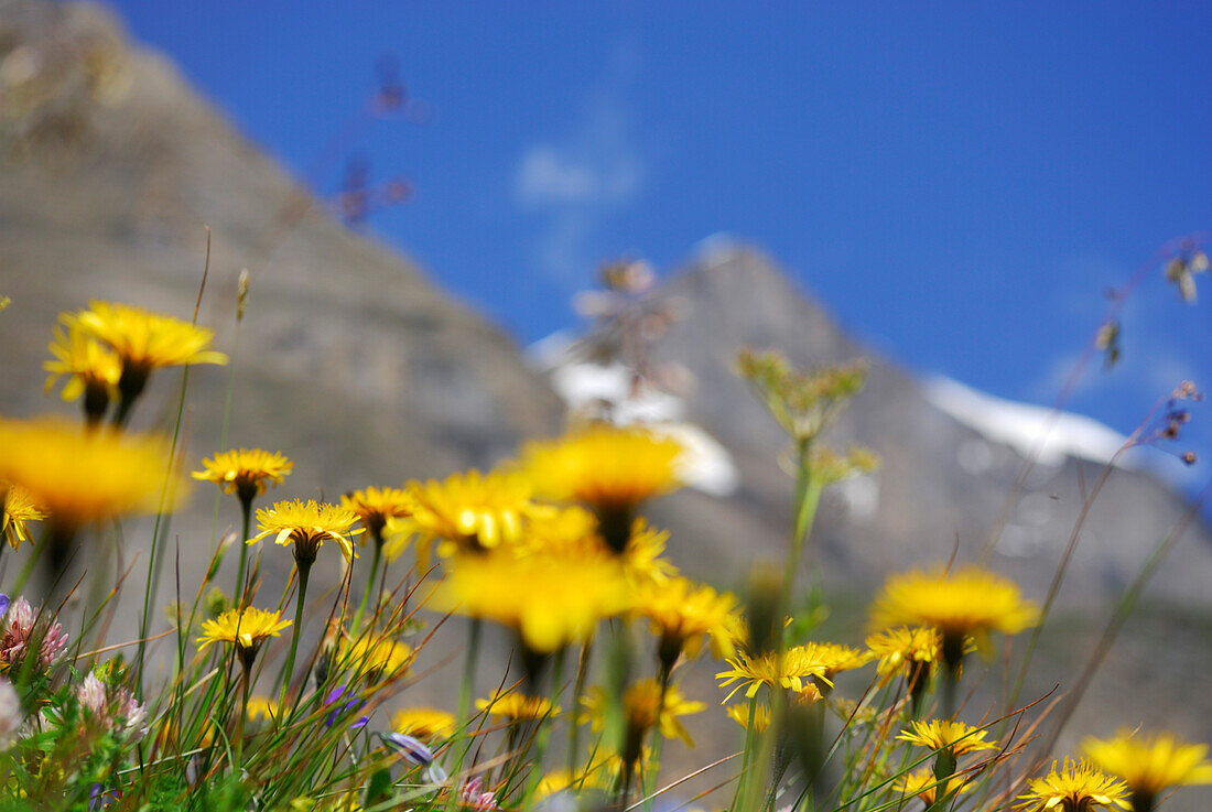 Blumenwiese mit Berggipfel außerhalb des Schärfebereichs, Aufstieg zur Schwarzenberghütte, Hohe Tauern, Nationalpark Hohe Tauern, Salzburg, Österreich