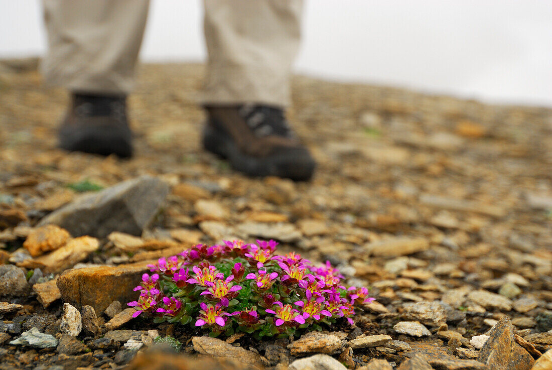 cushion of saxifrage in gravel with two legs in hiking boots out of focus in background, Hohe Tauern range, National Park Hohe Tauern, Salzburg, Austria
