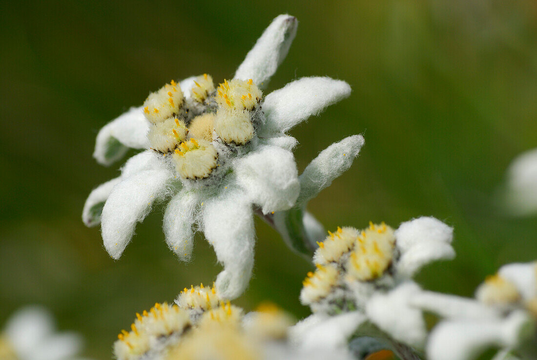 Edelweiß, Leontopodium alpinum, Hohe Tauern, Nationalpark Hohe Tauern, Salzburg, Österreich