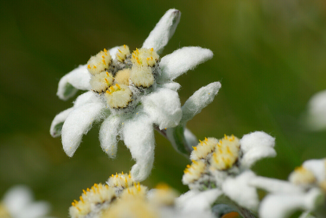 edelweiss, leontopodium alpinum, Hohe Tauern range, National Park Hohe Tauern, Salzburg, Austria