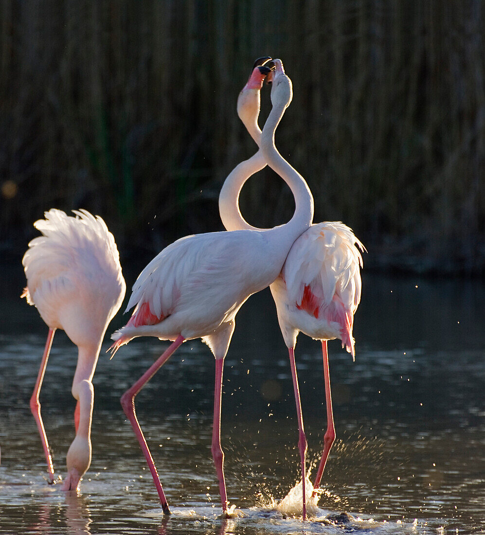 Greater Flamingoes, Phoenicopterus ruber, Camargue, France