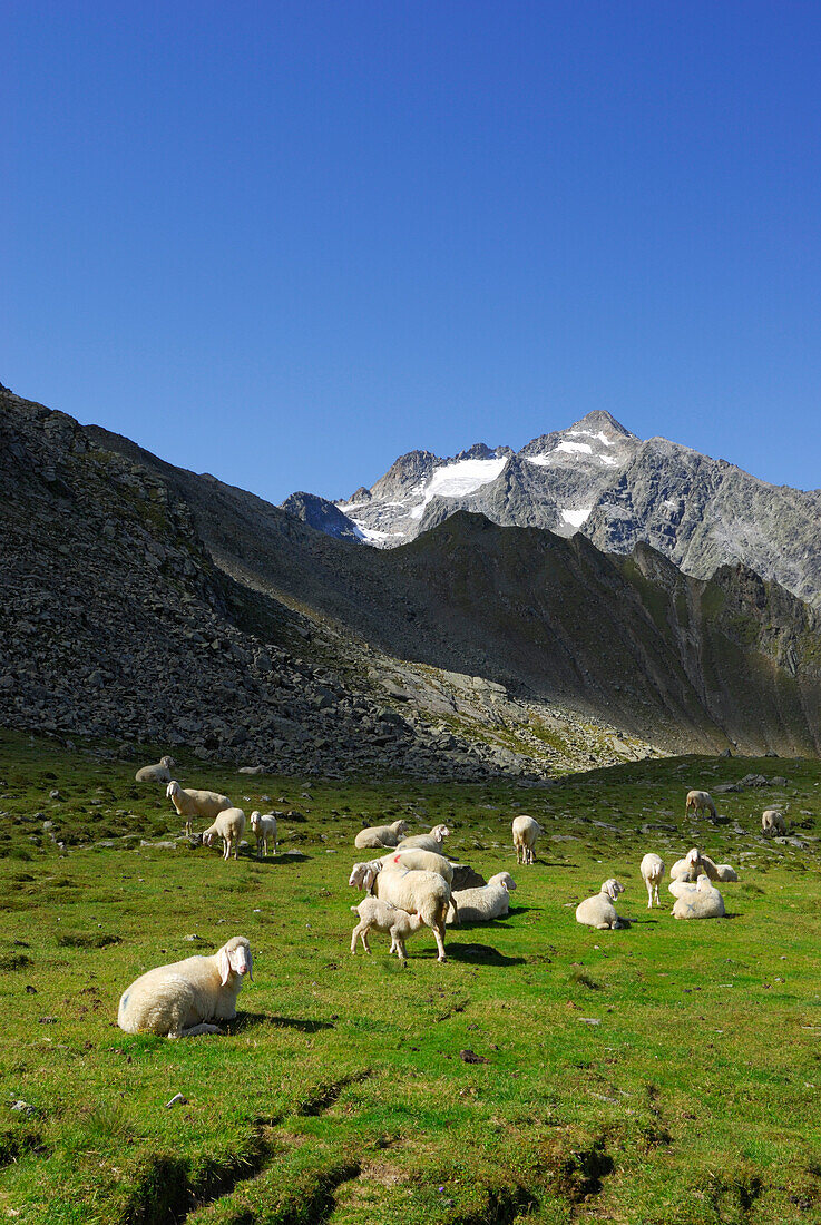 Schafherde auf grüner Wiese, Lisenser Fernerkogel im Hintergrund, Lüsener Fernerkogel, Sellrain, Stubaier Alpen, Stubai, Tirol, Österreich