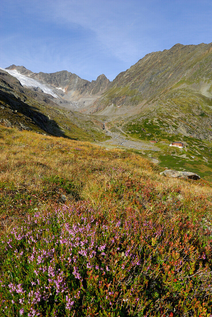 Heidekraut mit Blick auf Sulzenauhütte und Sulzenauferner, Stubaier Alpen, Stubai, Tirol, Österreich