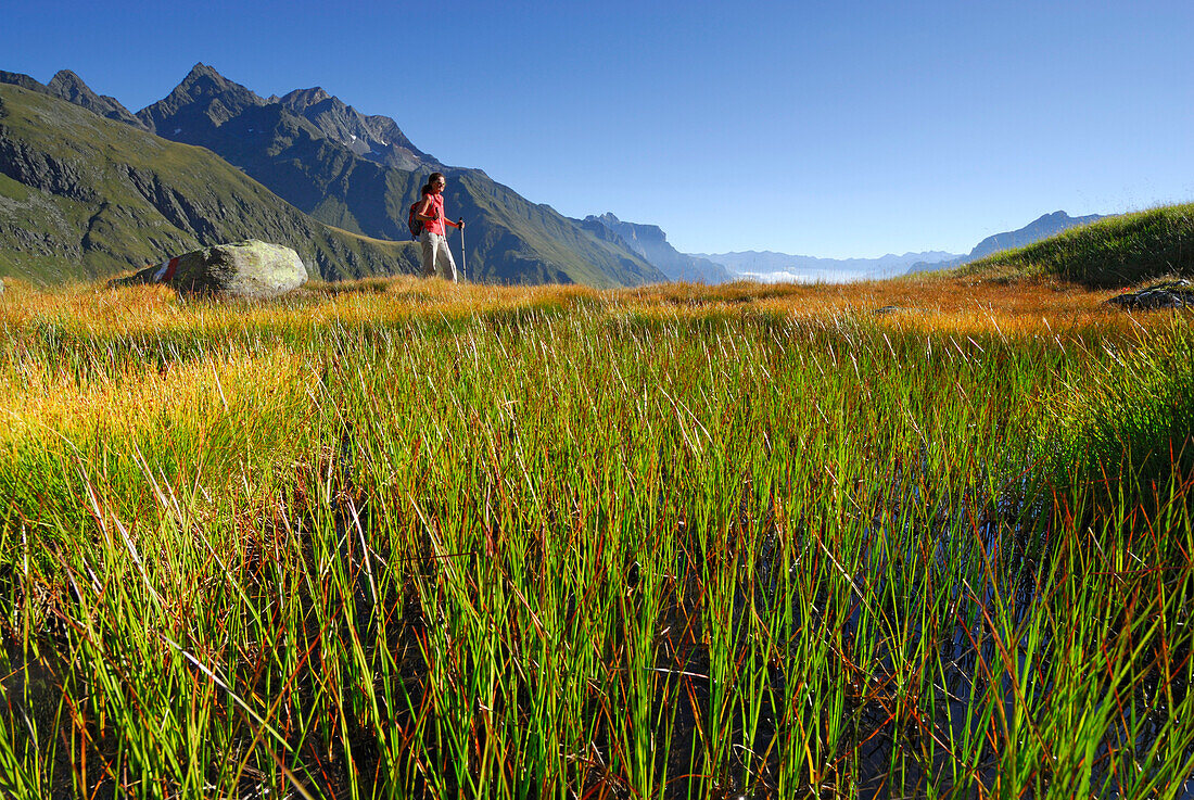 junge Frau beim Wandern auf herbstlich verfärbter Moorwiese mit Habicht im Hintergrund, Nebelmeer im Gschnitztal, Stubaier Alpen, Stubai, Tirol, Österreich