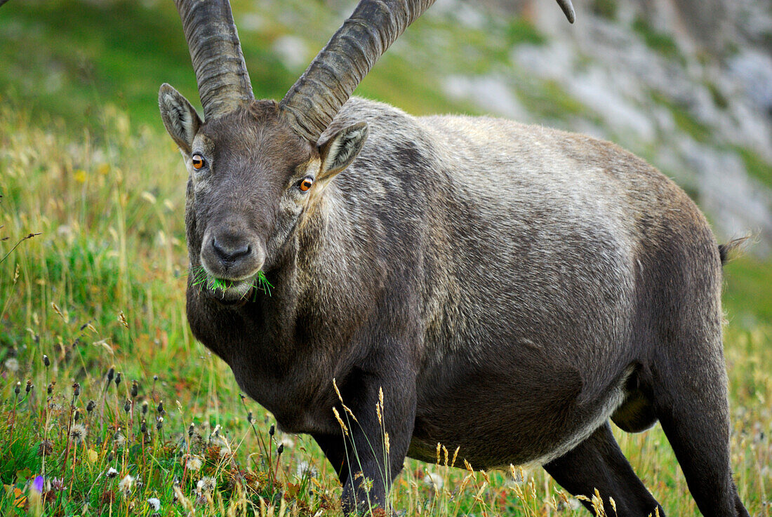 ibex at notch Fuerschiessersattel near hut Kemptner Huette, capra ibex, Allgaeu range, Allgaeu, Swabia, Bavaria, Germany