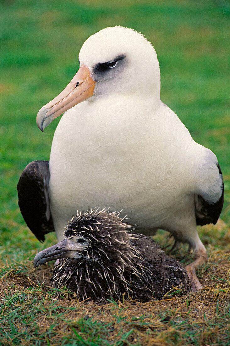 Laysan Albatross (Diomedea immutabilis) adult with chick. Midway Atoll, Hawaii, USA