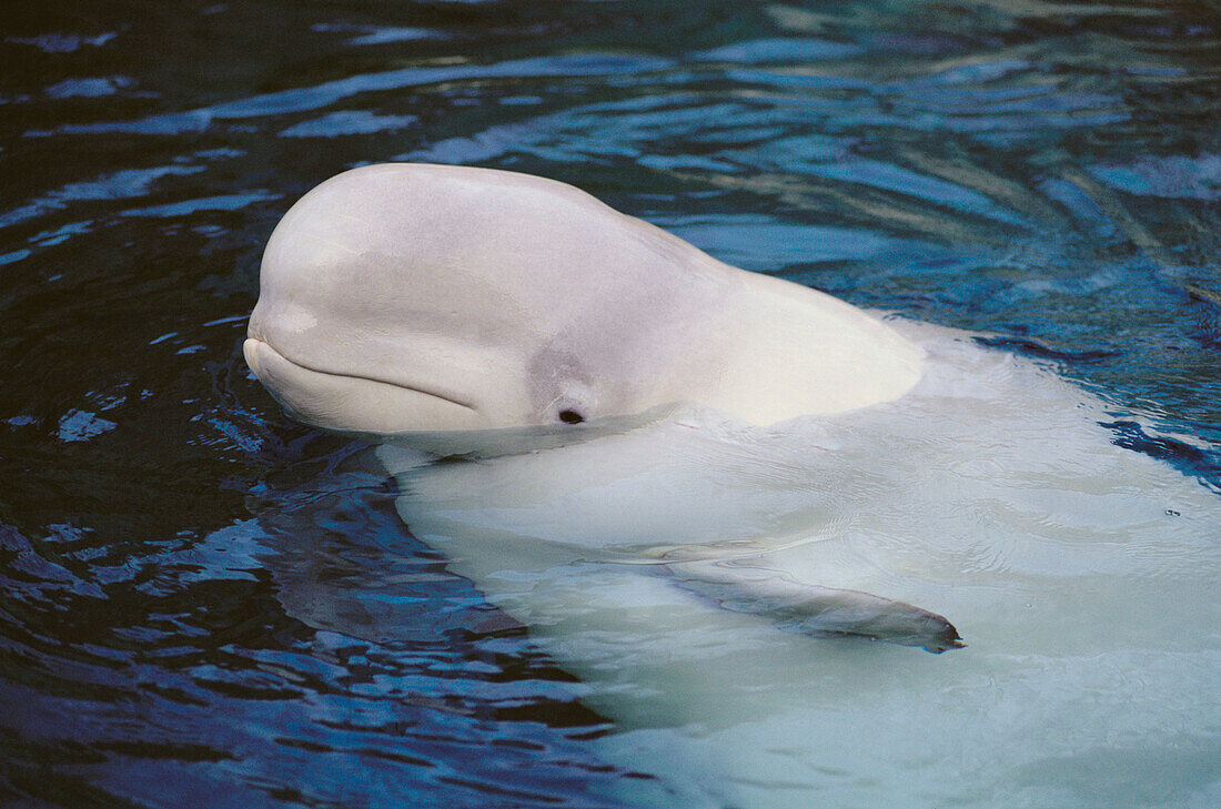 Beluga (Delphinapterus leucas). Arctic