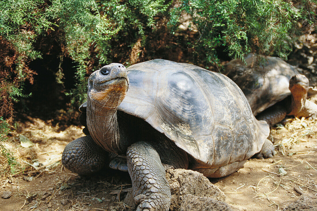 Giant Tortoise (Testudo elephantopus). Galapagos Island, Ecuador