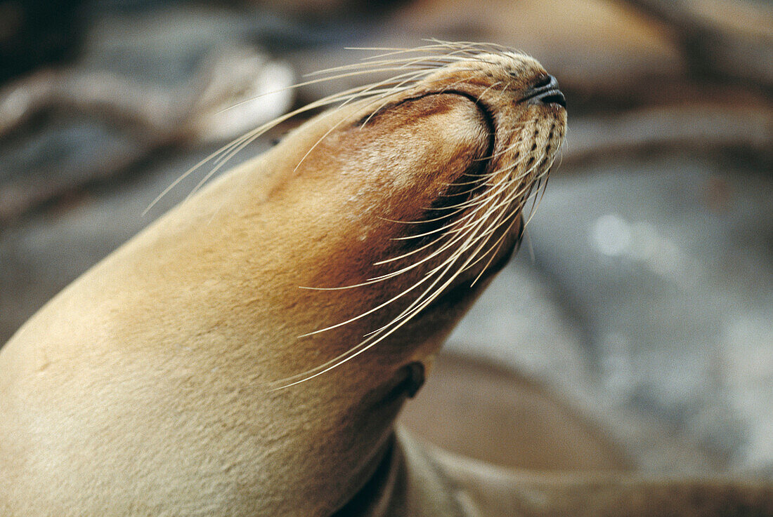 Galapagos Fur Seal (Arctocephalus galapagoensis). Galapagos Islands, Ecuador