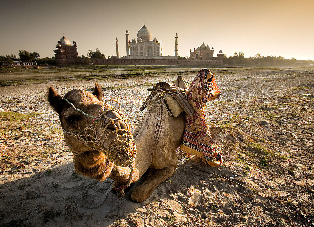 Woman and camel with Taj Mahal in background, Agra. Uttar Pradesh, India