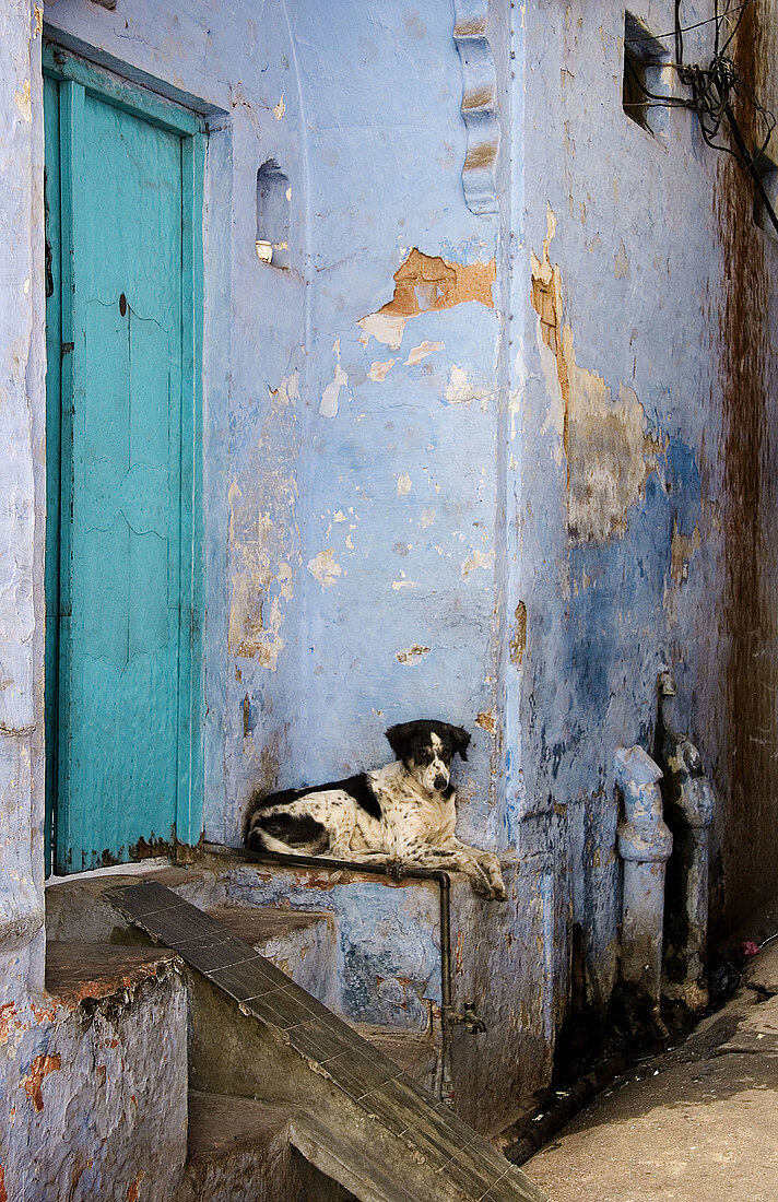 Dog, Agra. Uttar Pradesh, India