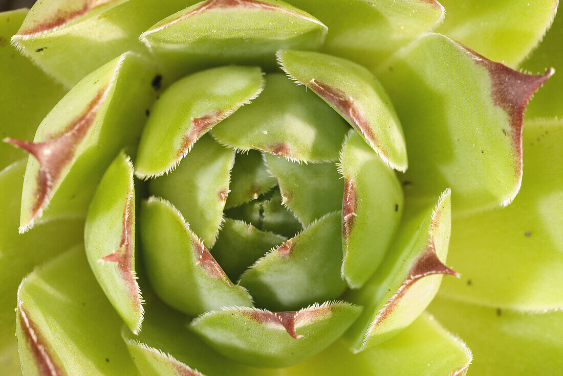 Houseleek (Sempervivum tectorum) in Valderejo Natural Park. Alava, Euskadi, Spain