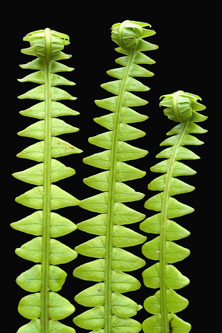 Hard fern (Blechnum spicant) detail of leaves