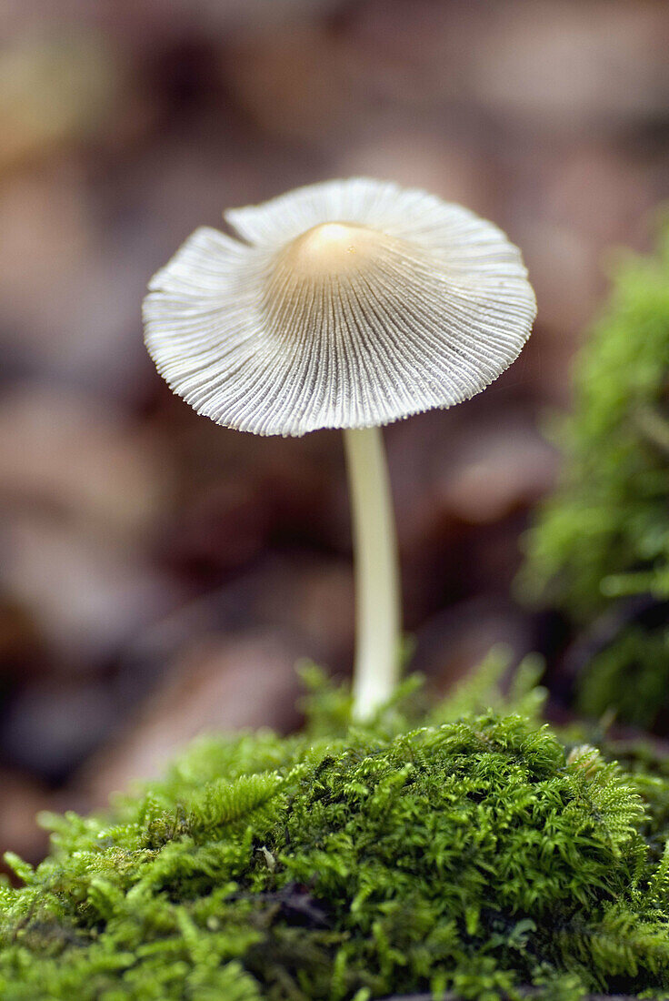 Mushroom on moss. Irati Forest, Navarra, Spain