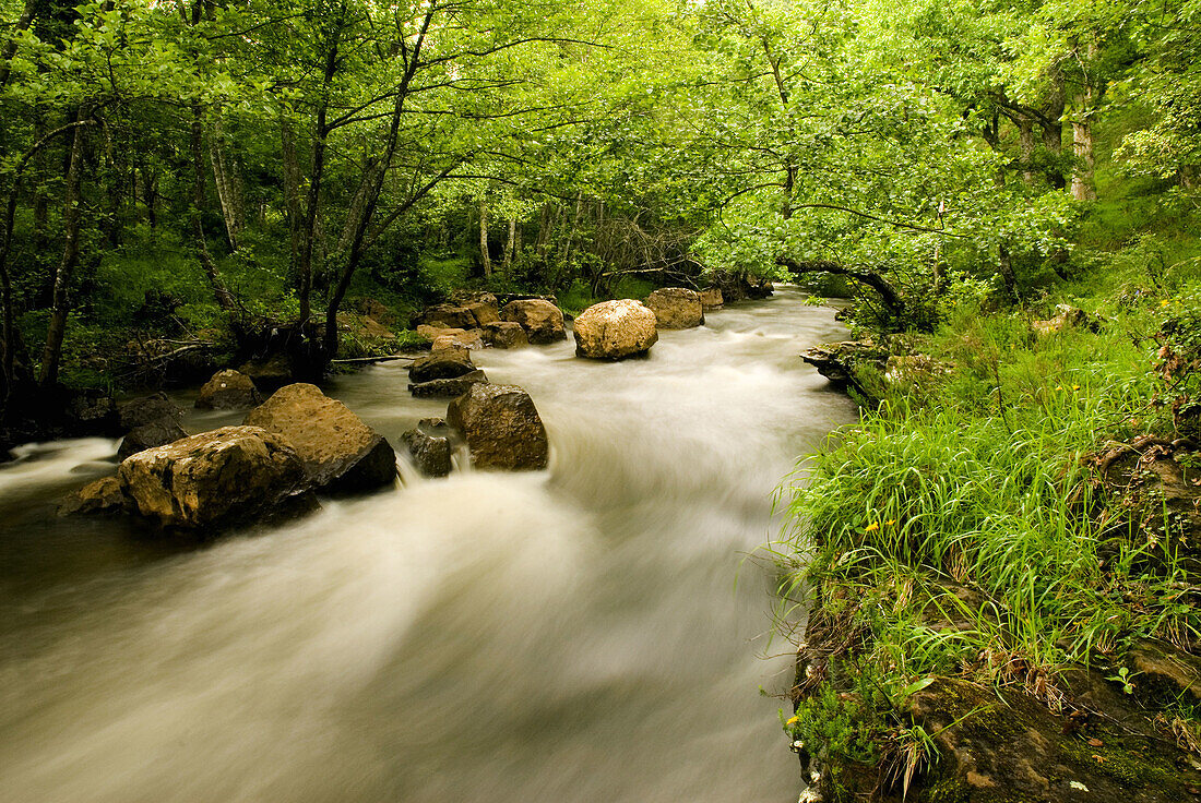 River Baias in alder wood, Gorbeia Natural Park. Murgia, Alava, Euskadi, Spain