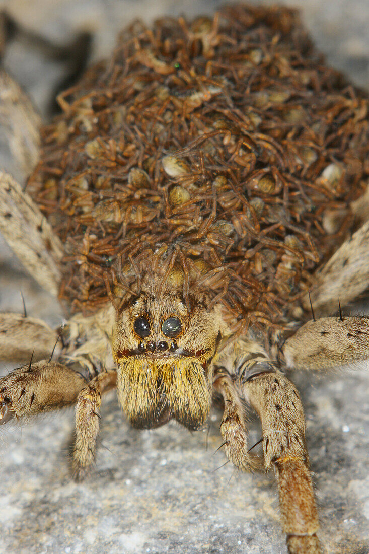 Wolf spider (Lycosa radiata). Female carrying nymphs in the abdomen
