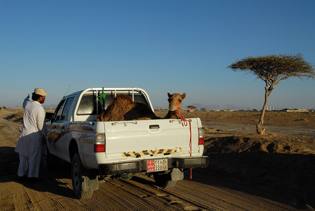 A man and a dromedary on the platform of a car, Al Ain, United Arab Emirates