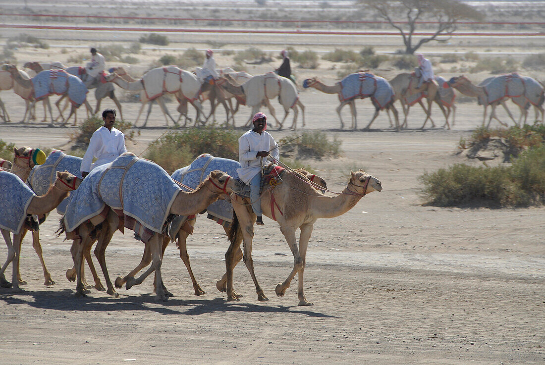 Einheimische Männer reiten auf Dromedaren, Al Ain, Vereinigte Arabische Emirate