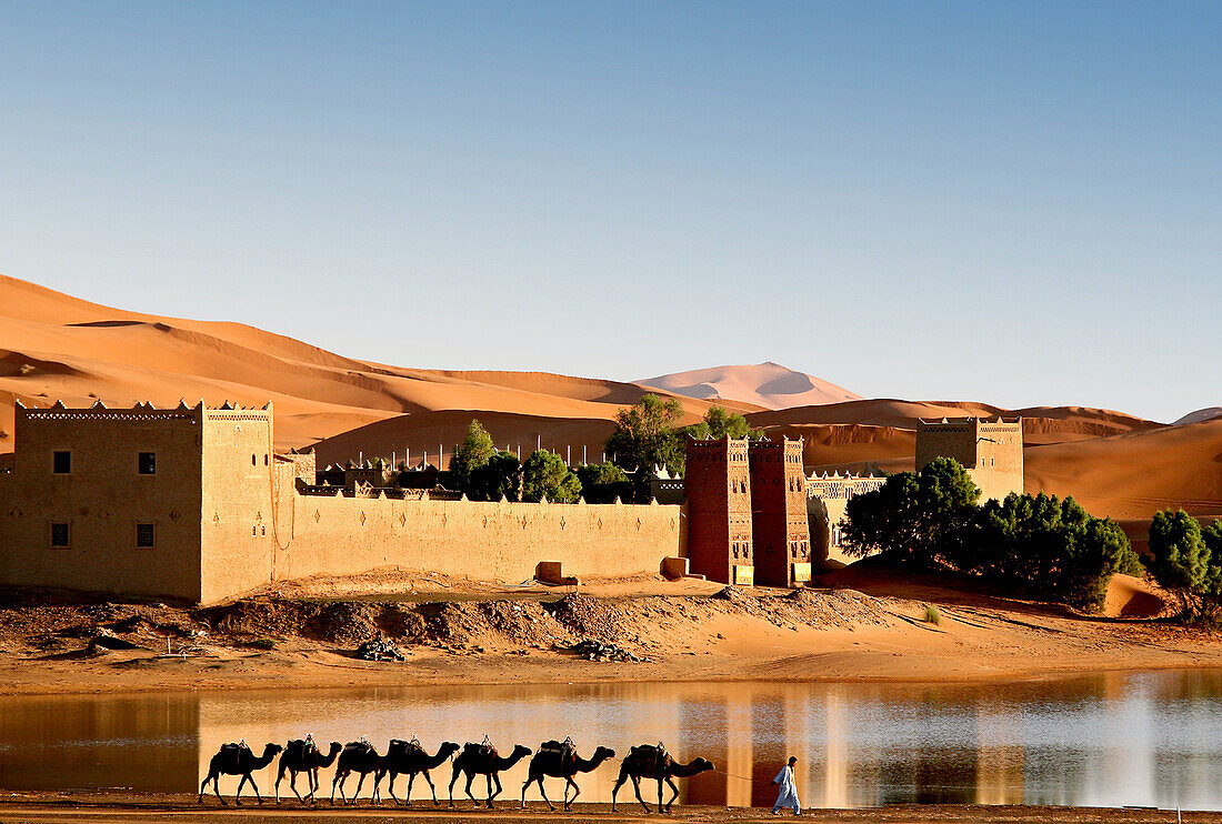 Kamelkarawane vor der Auberge Yasmina vor den Dünen der Wüste Erg Chebbi, Marokko, Afrika