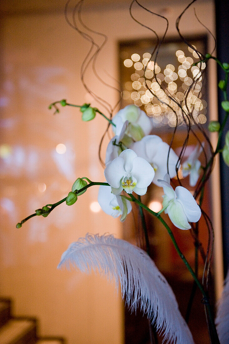 Orchideen in Blumenvases, Wohnzimmer, Dekoration, Wohnen, Lifestyle