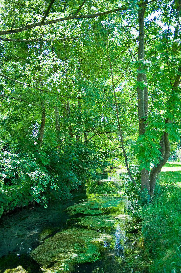 Grüne Landschaft mit Bach und Bäume, Oberhaching, Oberbayern, Bayern, Deutschland