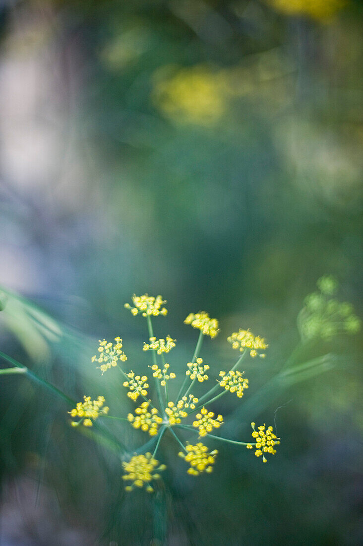 Close up of dill blossom