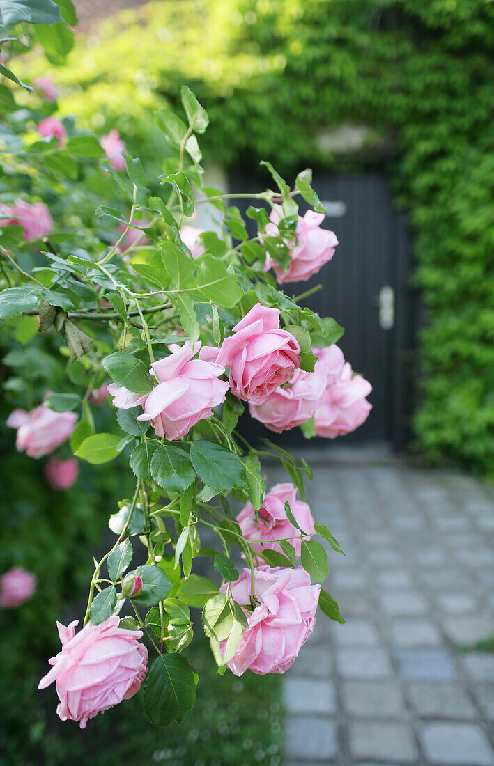 Pink rosebush in a  frontyard