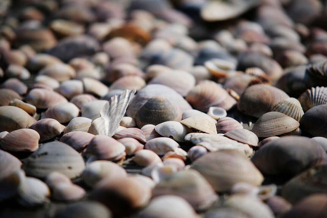 Mussels, Shells