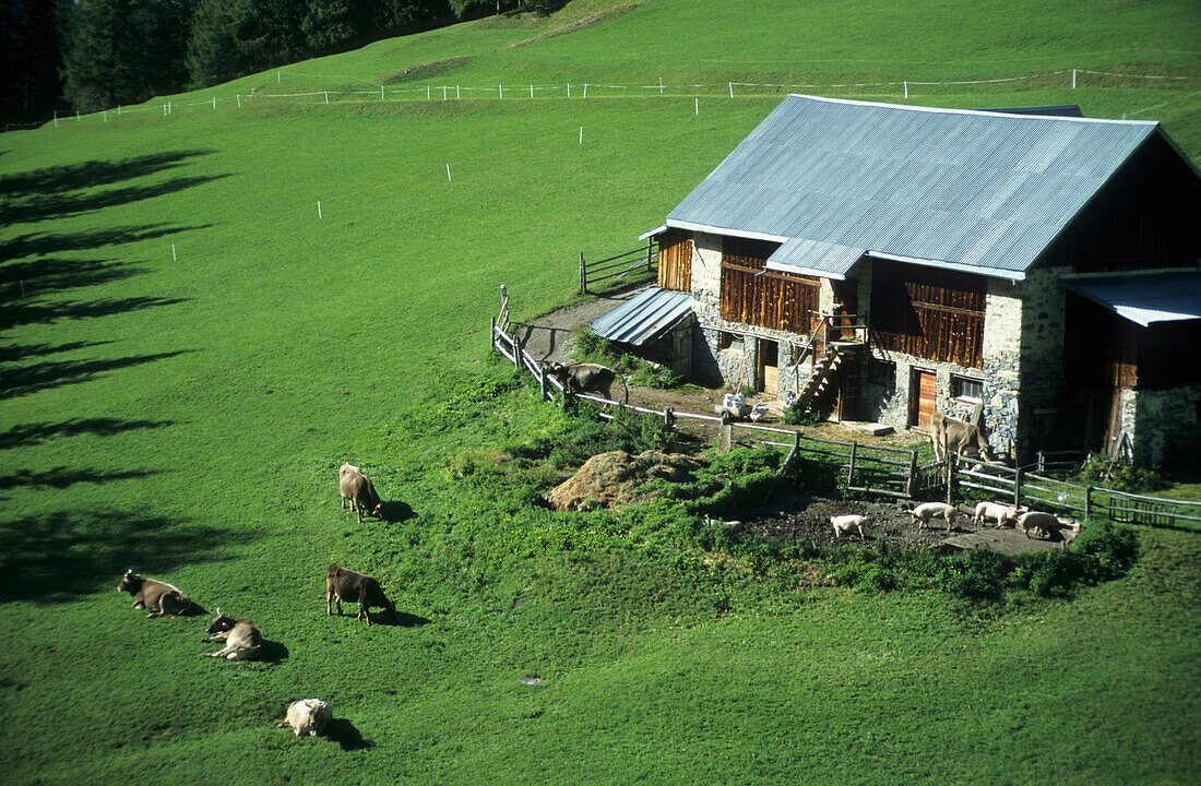 Rinder und Schweine vor der Alm Uina Dadaint, Unterengadin, Engadin, Graubünden, Schweiz