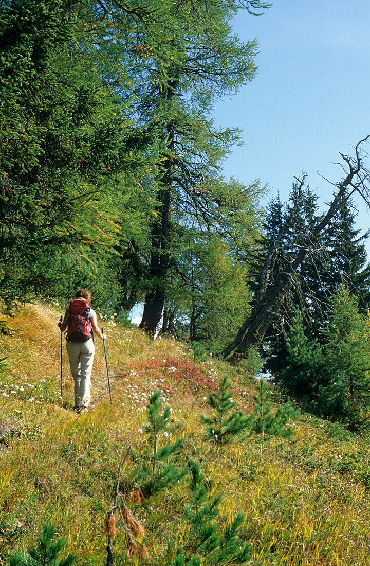 Young woman ascending Piz Arina through light forest of larches, Silvretta, Silvretta range, Unterengadin, Engadin, Grisons, Switzerland