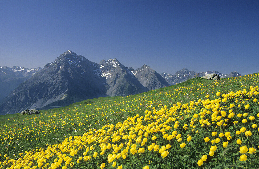 Meadow of globe flowers, Scuol, Silvretta range,  Lower Engadin, Engadin, Grisons, Switzerland