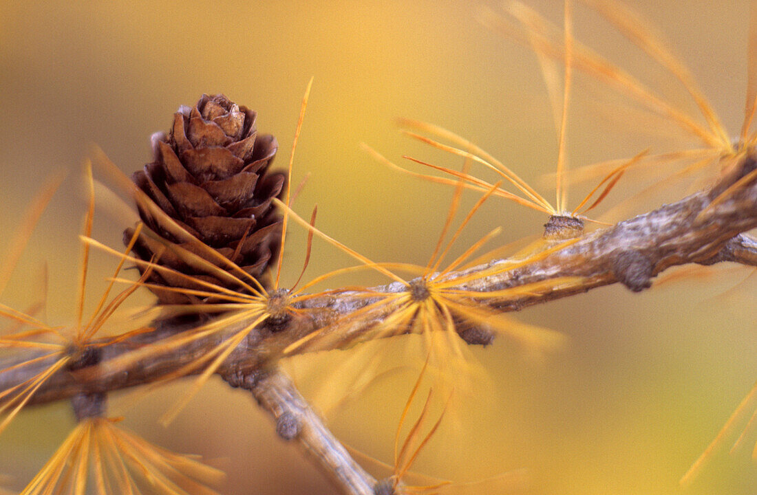 Detail of larch in autumn with needles and cone, lake Silser See, Oberengadin, Engadin, Grisons, Switzerland