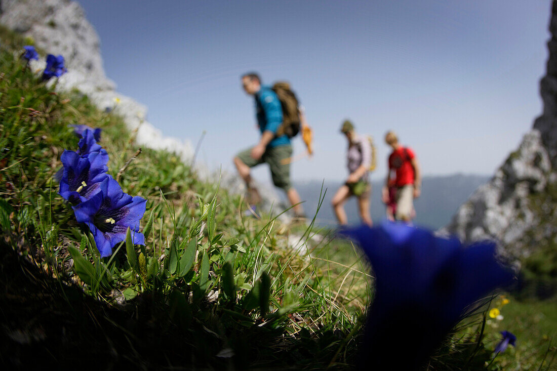 Blühender Enzian, Wanderer im Hintergrund, Wettersteingebirge, Bayern, Deutschland