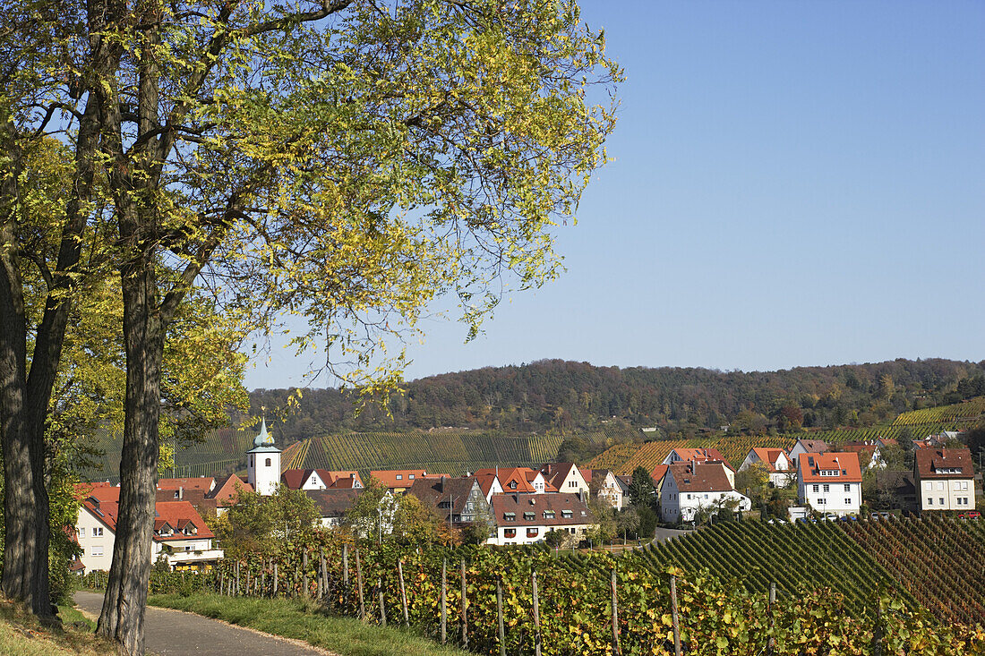Rotenberg vinery, Unterturkheim, Stuttgarten, Baden-Wurttemberg, Germany