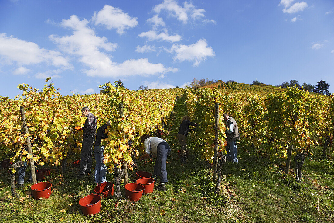 Weinernte, Weingut Rotenberg, Untertürkheim, Stuttgart, Baden-Württemberg, Deutschland