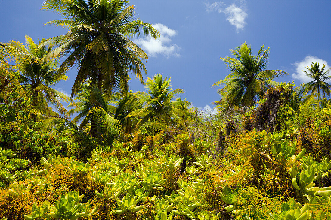 Coconut Palms at Bikini, Marshall Islands, Bikini Atoll, Micronesia, Pacific Ocean