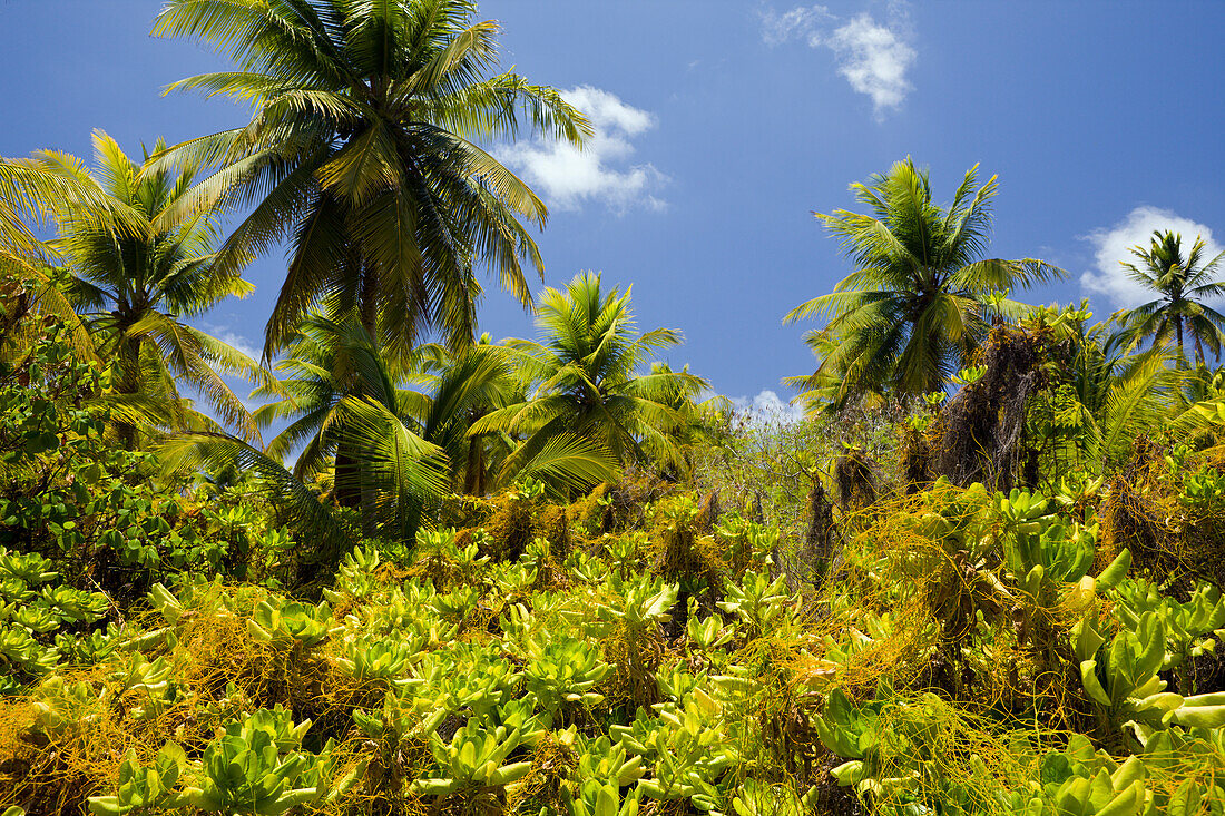 Kokosnuss-Palmen auf Bikini, Marschallinseln, Bikini Atoll, Mikronesien, Pazifik