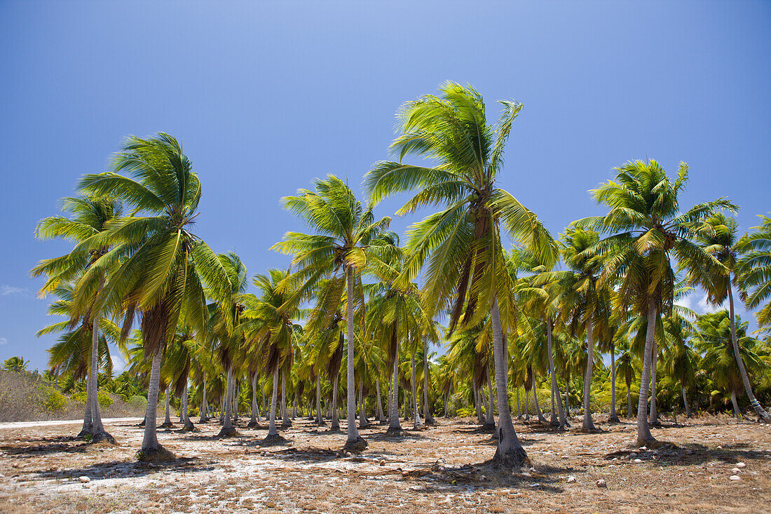 Kokosnuss-Palmen auf Bikini, Marschallinseln, Bikini Atoll, Mikronesien, Pazifik