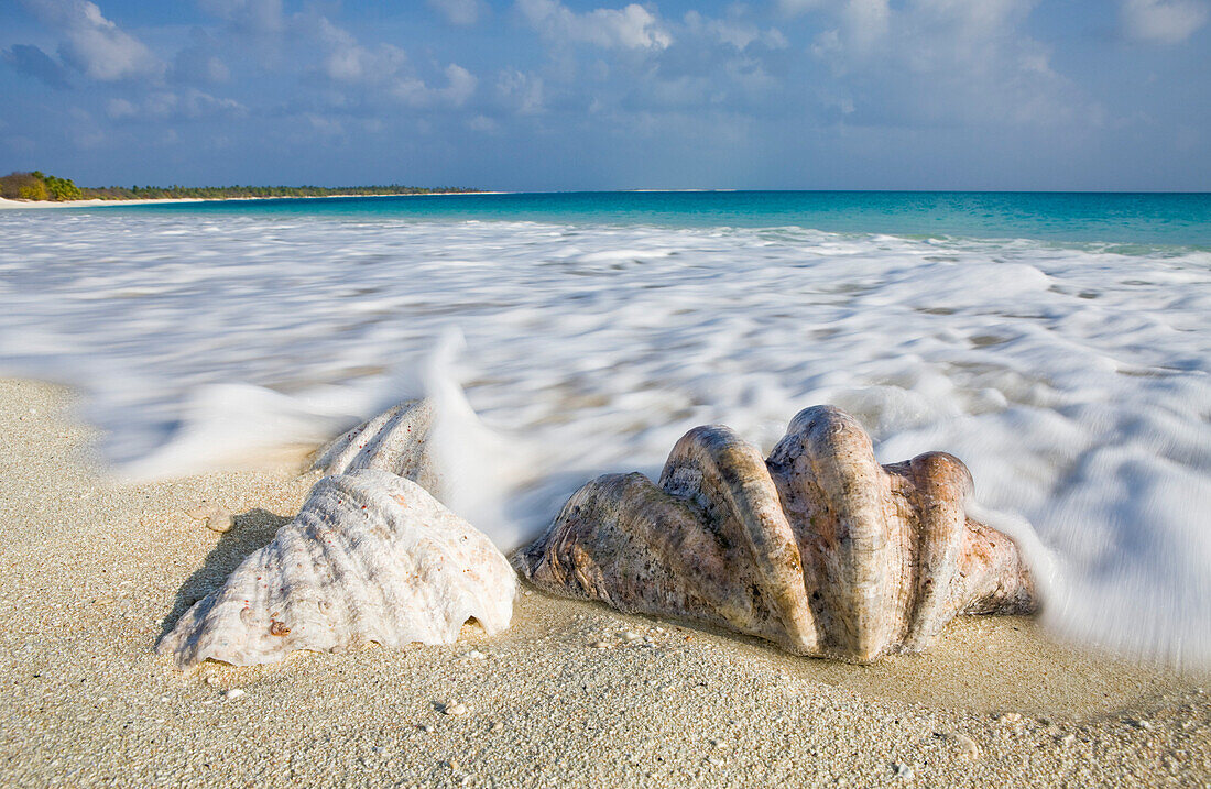 Muscheln am Strand von Bikini, Marschallinseln, Bikini Atoll, Mikronesien, Pazifik