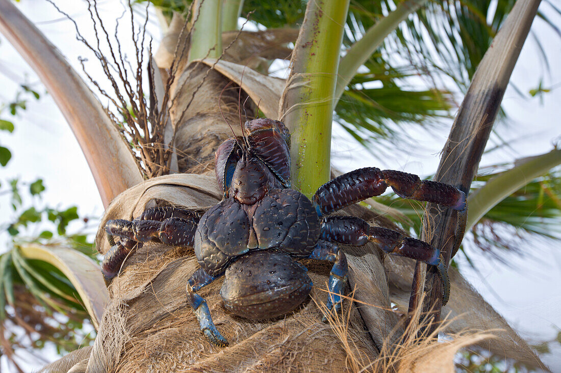 Kokosnuss-Krabbe, Palmendieb auf Palme, Birgus latro, Marschallinseln, Bikini Atoll, Mikronesien, Pazifik