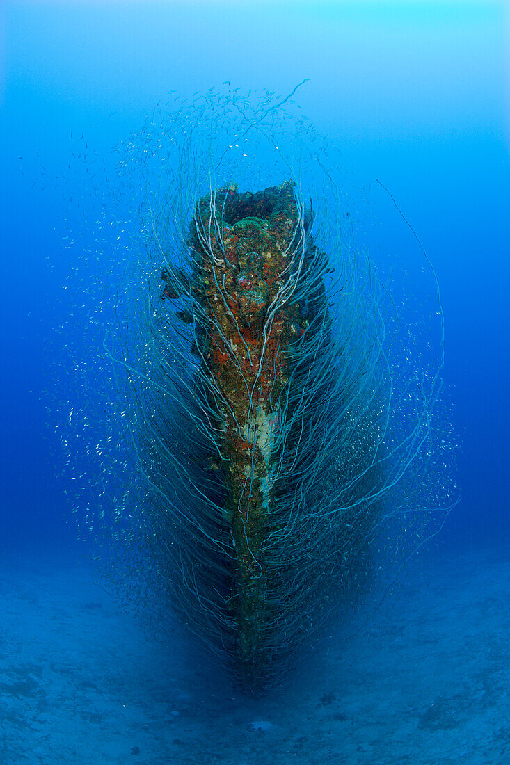 Bow of USS Apogon Submarine, Marshall Islands, Bikini Atoll, Micronesia, Pacific Ocean