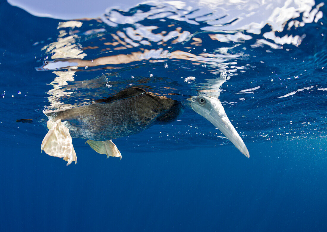 Junger Brauntoelpel, Sula, leucogaster, Marschallinseln, Bikini Atoll, Mikronesien, Pazifik