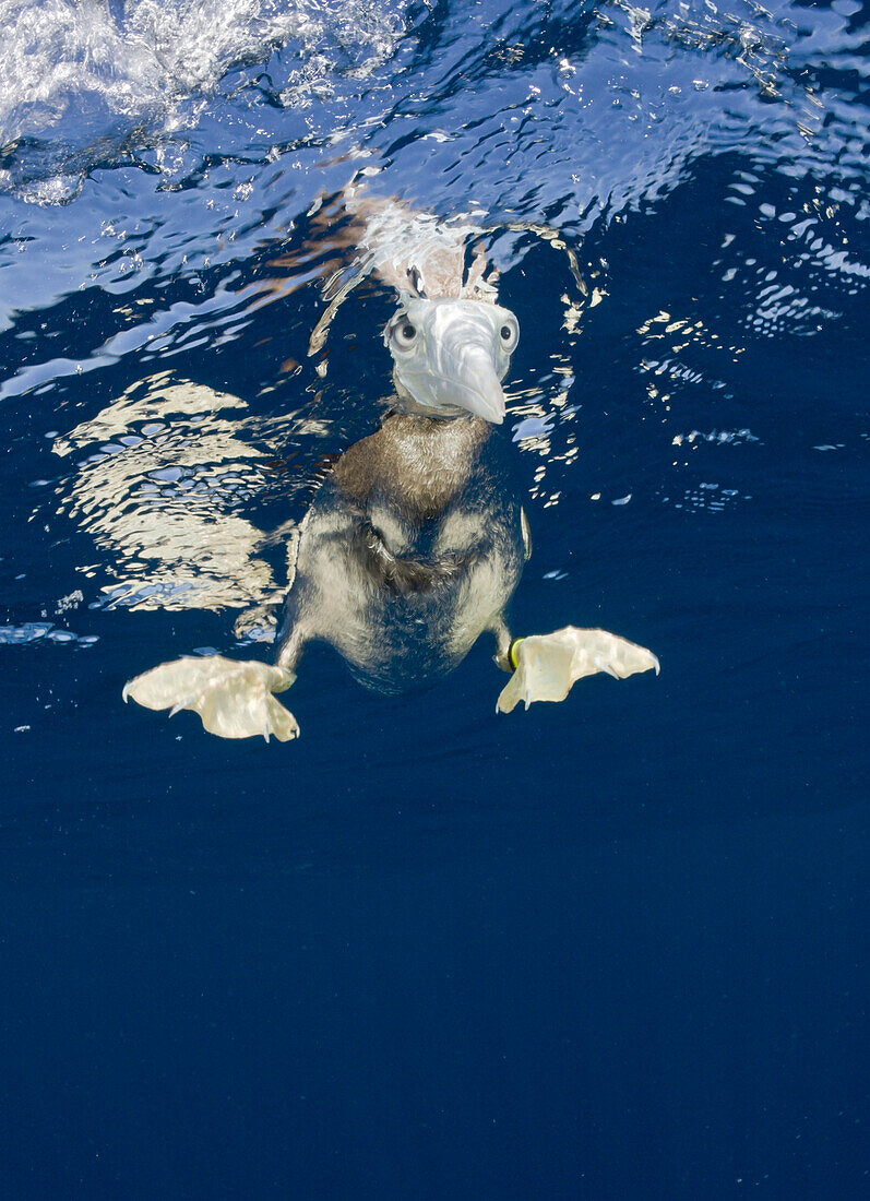 Junger Brauntoelpel, Sula, leucogaster, Marschallinseln, Bikini Atoll, Mikronesien, Pazifik