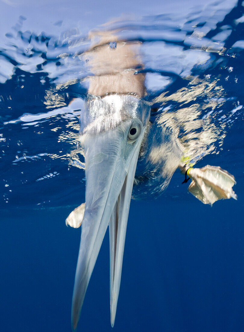 Junger Brauntoelpel, Sula, leucogaster, Marschallinseln, Bikini Atoll, Mikronesien, Pazifik